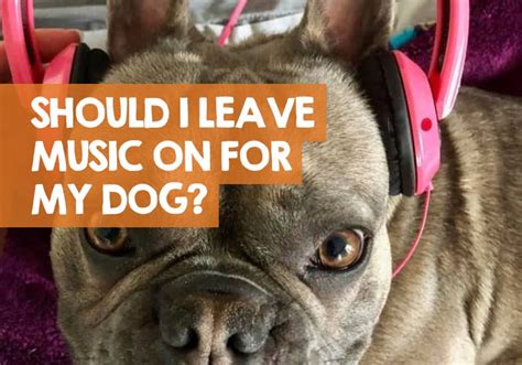 Should I Leave Music On for My Dog? A Multi-Faceted Exploration